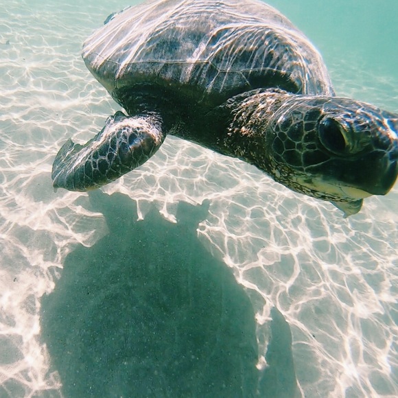 Meet your Posher, Lily - Picture 1 of 1